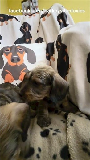 Wire doxies puppies!
