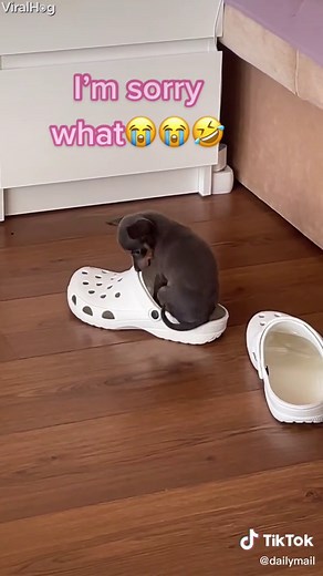 Idk why I spent money on a bed when she prefers a CROC😭 Credit: ViralHog #dailymail #dog #dogs #lol #funny #cute #crocs