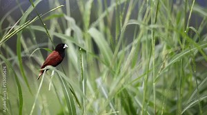 Beautiful small bird Chestnut Munia standing on the grasses with nature background-4K resolution footage