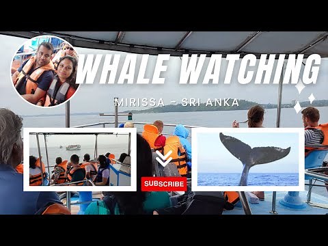 Whale Watching In Mirissa - What to Expect in Sri Lanka's South Coast