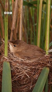 We've had plenty of drama on our live wildlife cameras this year 🎥 🐦 Plenty of predations 🐍 but plenty of fledging too, like these Reed Warblers who fledged their beautiful nest earlier this week 😍🪺 You can continue to watch our live wildlife cameras over on BBC iPlayer until they end at 9pm tonight 😍 https://www.bbc.co.uk/iplayer/episode/l0056mq3/springwatch-springwatch-multiview #Springwatch | BBC Springwatch