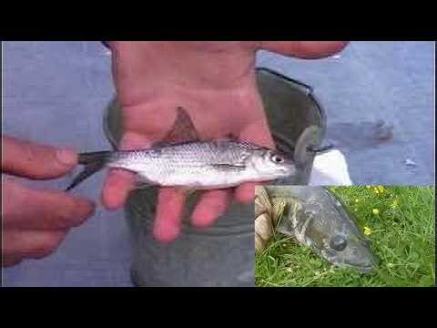 Comment et avec quoi pêcher le sandre? technique de pêche