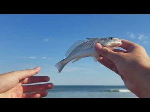 Surf Fishing Sunset Beach, NC