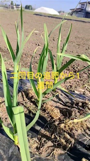 #家庭菜園#にんにく栽培