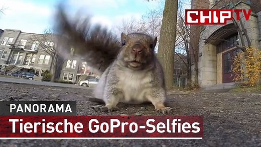Tierische GoPro-Selfies