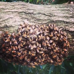 91 reactions · 13 shares | Swarm cluster 20' up on branch over bee yard today. Honey bee democracy in action: intense waggle dance discussions about new nest sites? | Scout Bee | Facebook