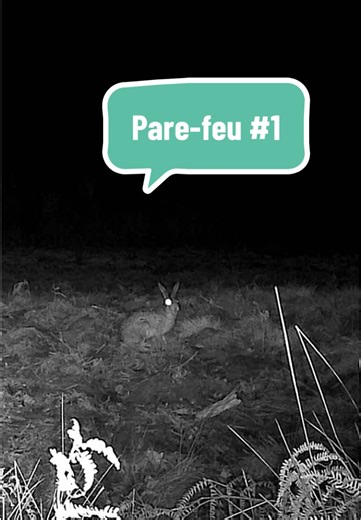 Moments paisibles dans la nature sauvage