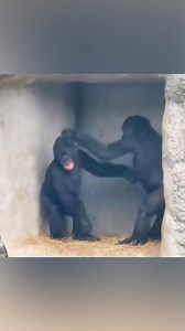 328K views · 10K reactions | Playtime : Gorilla Baby's Heartwarming Moments殺轢殺 #gorilla #viralreelsシ #babygorilla #besttime #mom #dad #family #happy | Gorilla Channel | Facebook