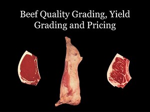 Beef Quality Grading, Yield Grading and Pricing - SlideServe