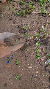 184K views · 1.8K reactions | Aprenda a plantar flores com a vó de 98 anos! | Manifaco Desafios | Facebook