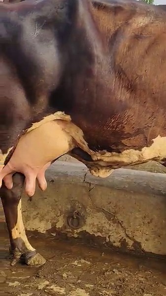 Big udder milking cow | Milking cow | Big udder | cow milk | Live chuwai | #merasahiwaltv