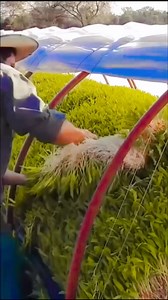 Como adquirir el Manual Instructivo _HydroTray_Ud. Al suscribirse a nuestra página ( HydroTray ) obtiene el beneficio exclusivo de recibir en su correo electrónico o whats App el manual instructivo digital (PDF) HydroTray (Ármelo Ud. Mismo) paso a paso 100% ilustrativo con medidas esenciales listas y tipo de materiales para fabricarlos Ud. Mismo!¡Como pagar, nunca fue tan fácil y seguro!Ud. Al suscribirse a nuestra página lo hace (en la aplicación de facebook) con tarjeta de crédito con un abono