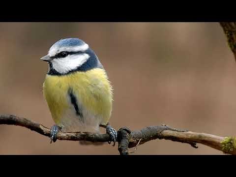 GARTENVÖGEL BESTIMMEN - 5 häufige Gartenvögel