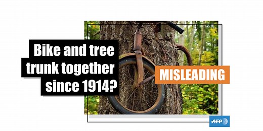 Here is what we know about this bicycle in a tree trunk on Vashon Island in United States