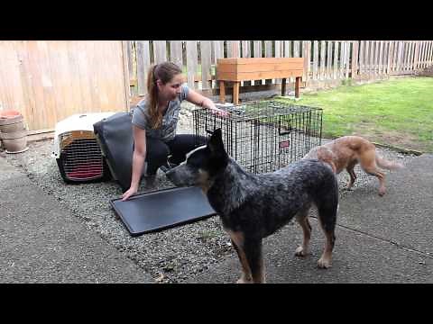 Crates - Petmate, NOZ2NOZ, Kong