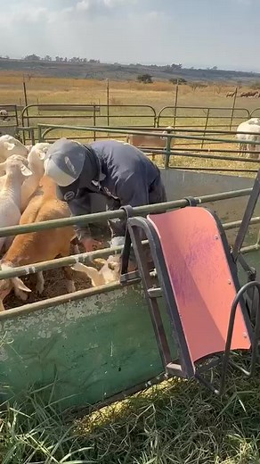 Nice idea....very nice. | Smokilla BW Stud Breeders