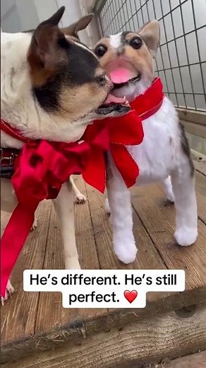 Special Dog Meets His Cuddle Clone Plush #CuddleClones #PetLove