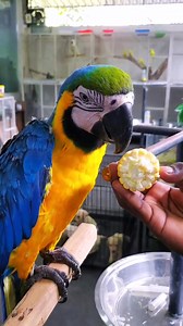 16K views · 211 reactions | “Macaws are truly amazing companions! With their bright colors, playful energy, and intelligence” Our beautiful macaw is now available! DM us for more information ! #macaw #royalaquariumwattala #colombo #wattala #scarlett #cockatiel #parrot #parrotsrilanka | Royal Aquarium & Pet Accessories | Facebook