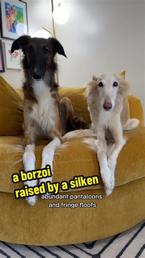 Marcy: A Borzoi Raised by a Silken Windhound