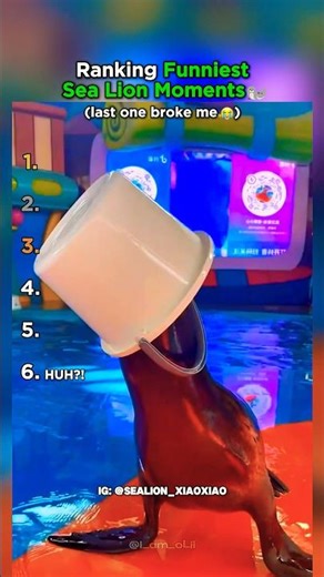 Ranking the Funniest Sea Lion Moments!