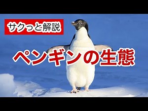 ペンギンの生態【サクっと解説】