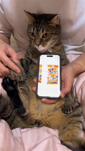 elfie & donnie on Instagram: "Day 297 Elfie Behaviour: 5/5 🫰🏻 Card Rating: 1/5 🐌 . . . . #pokemon #pokèmon #pokemoncommunity #pokemoncollector #pokemontcgcollection #pokémontcg #pokemontcg #cat #cats_of_instagram #instacat #catstagram #catsofinstagram #catlover #funnycats #cutecats #catsopenpacks #mofusand #dayinthelifevlog #catinstagram #catlover #catlife #catlifestyle #catsdaily @pokemon @pokemontcg @pokemon_jpn"