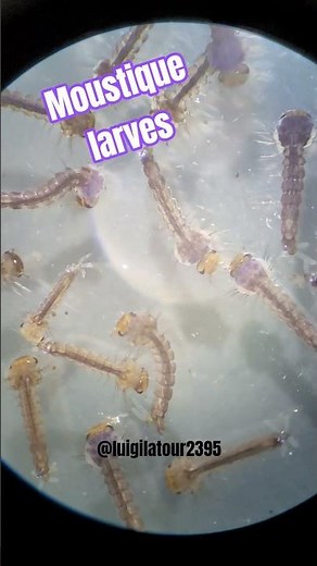 observation larve de moustique#insects #microscope #science #microbiology