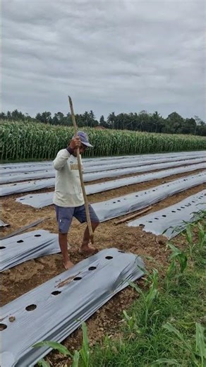 The process of making a hole in the ground with simple tools-Agriculture farming #farming