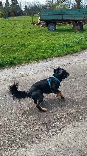 LARA (@larahuber1901)’s videos with Who Let The Dogs Out - Original - The Doggies