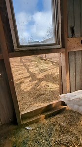 2.6K views · 59 reactions | Getting ready to lay her egg. Embden geese. | Cajun Creek Farm | Facebook