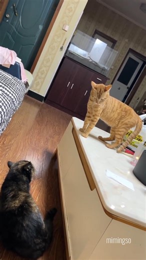 “Typical ginger cat behavior: silly, chaotic, and proud of it.” 🐈🐾 #gingercat #catfunny #viral