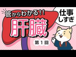 Understanding the Liver's Function through Its Tubes: Part 1 [Basic Anatomy and Physiology]