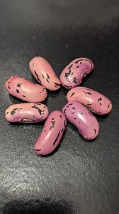 Runner Beans Seeds - Etsy UK