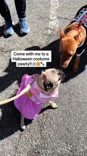 Join me at a Barbie Costume Party with Pugs!