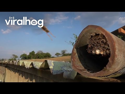 Paper Wasp Nest Observation || ViralHog