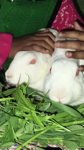 #rabbit #trending #bunny #petshub #pets #viralvideo #cute #happynewyear #newyear #2026 #sunday #yt