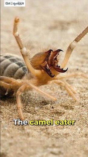 Camel Spiders | Really, They Can Eat Camels? #shorts #animals #spider