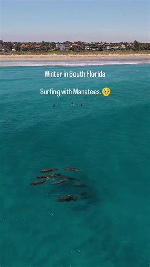 Winter Manatee Viewing in The Palm Beaches