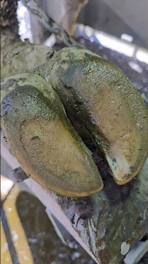 Trimming a Toe Abscess | Hoof Trimming Close-Up 🐄