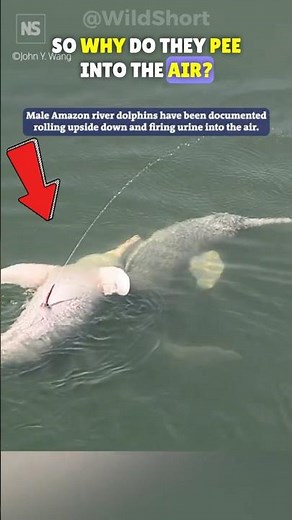 Pink River Dolphins! | Why Do They Pee in the Air?🐬