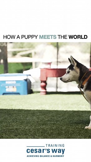 How to Introduce Yourself to a Puppy - Step by Step Guide