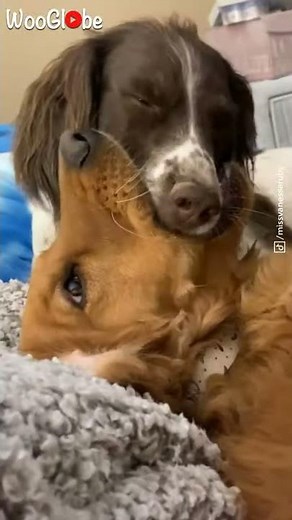 Two Dogs Making Out With Kisses || WooGlobe