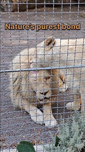 Lioness Shows King the Sweetest Love 🦁❤️ | Wildlife Moment #Lions #Lioness #LionLove #Wildlife