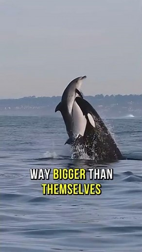 🐋 Why Orcas Are Called Killer Whales | Ocean’s Top Predator Explained