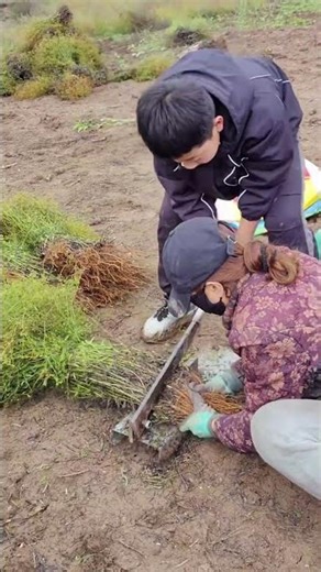 Homemade Tool for Cutting Herb Roots — Easy and Effective!