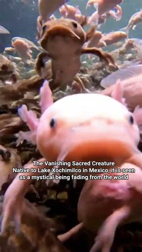 The Vanishing Sacred CreatureNative to Lake Xochimilco in Mexico #axolotl
