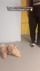 He was plotting the most adorable ambush ever 🤣 | Animal Lover