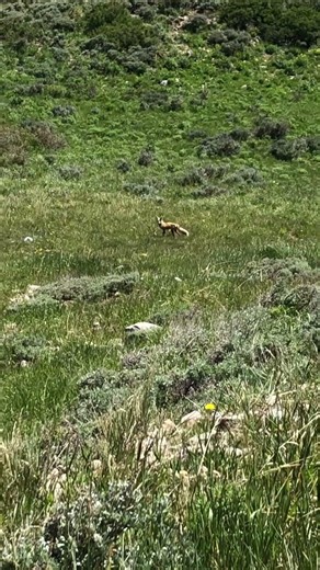 Look whose joining me on the elk hunt