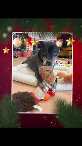 1.9K views · 86 reactions | Huge thanks to Sidewalk Angels Foundation founders Rob and Marisol Thomas for spoiling our pups with toys and treats! And for donating some amazing items to our Little Sale Room. Our dogs, and staff are feeling the love.  Travis, Chloe, Royalty, and Roscoe enjoyed some time in the lobby picking out new toys. | Humane Society of Walden NY | Facebook