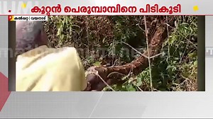 തേയില തോട്ടത്തിൽ 'ഭീമൻ പെരുമ്പാമ്പ്'; പിടികൂടി പാമ്പ് പിടുത്തക്കാരൻ മഹേഷ് ചുഴലി #python #snakecatch | Mathrubhumi News